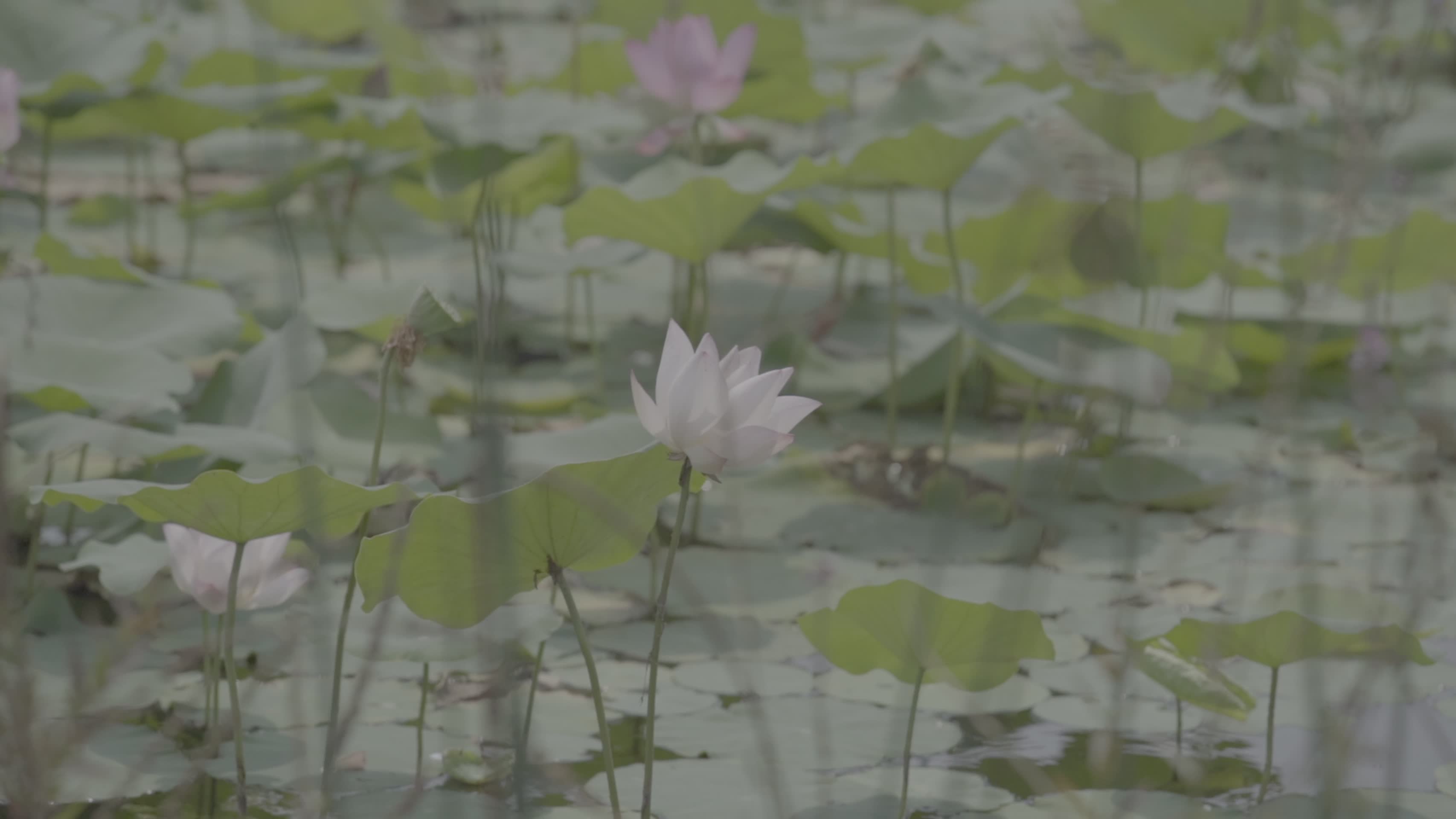夏季池塘荷叶荷花慢镜头视频的预览图