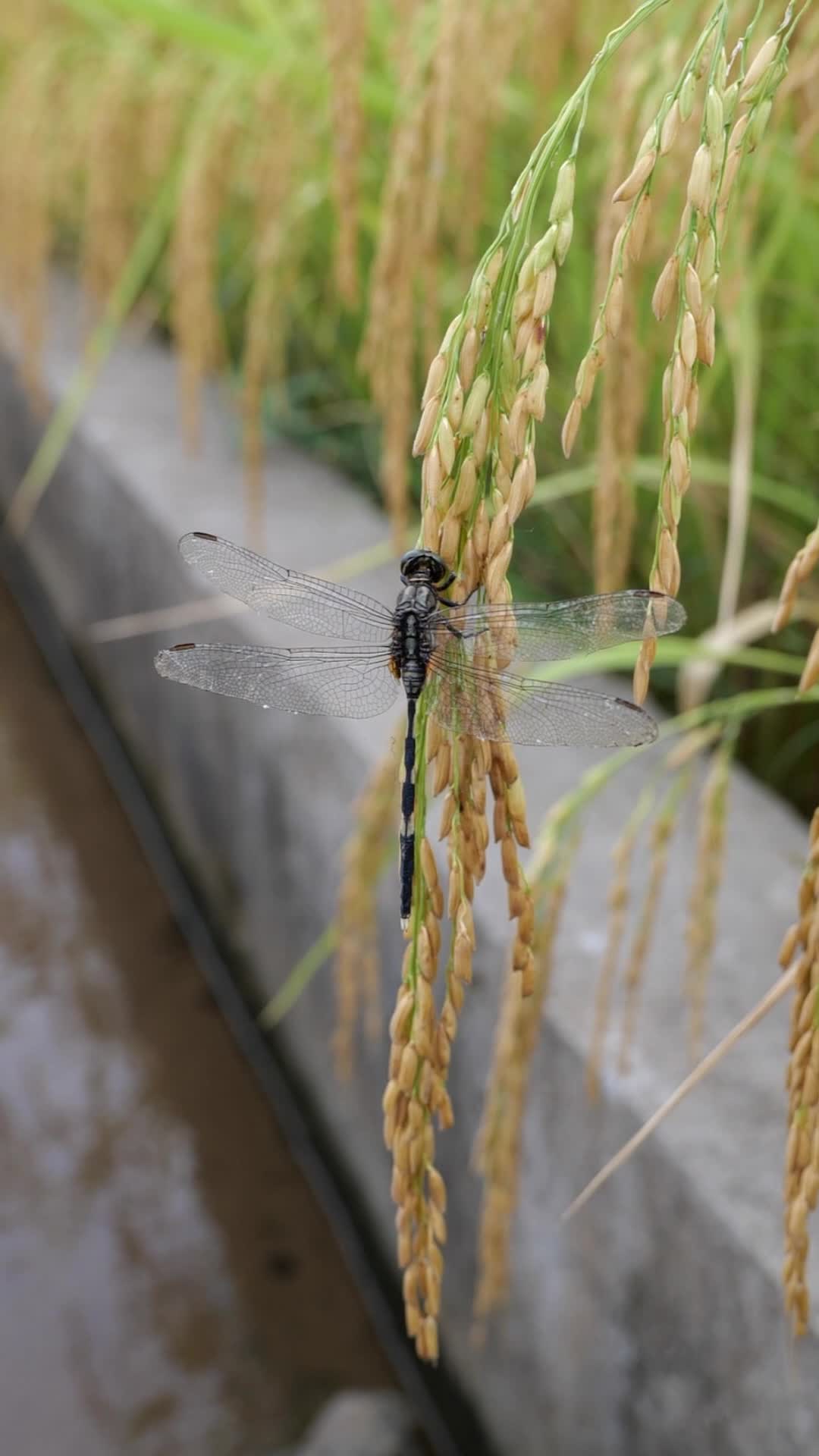 水稻稻穗上的蜻蜓高清视频视频的预览图
