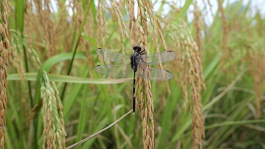水稻稻穗上的蜻蜓视频的预览图