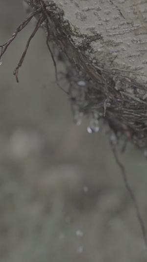 夏季雨水露珠植物花草视频的预览图