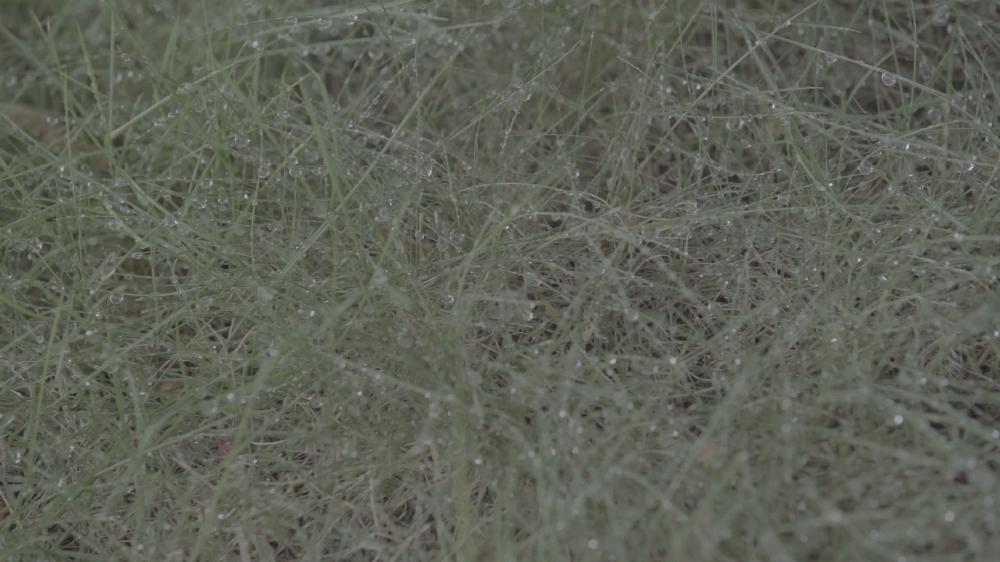 夏季雨水露珠植物花草视频的预览图