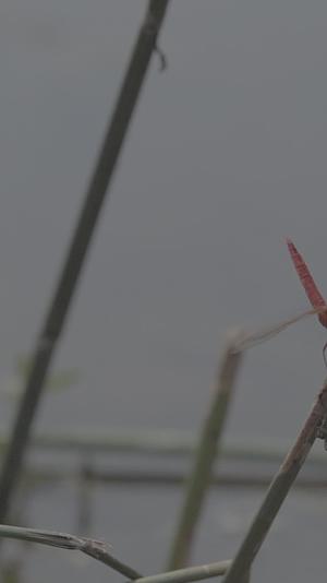 湖面蜻蜓慢镜头视频的预览图