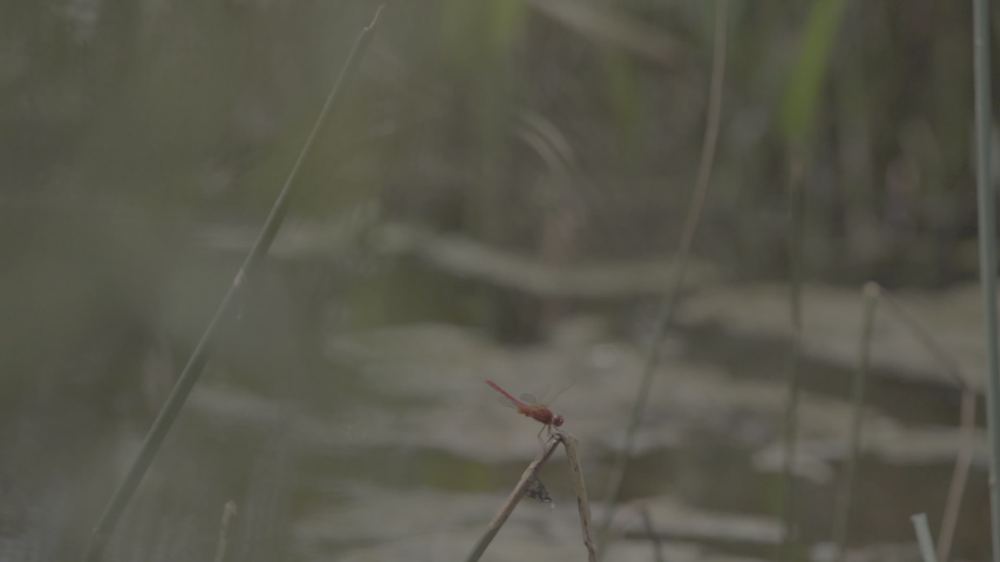 湖面蜻蜓慢镜头视频的预览图