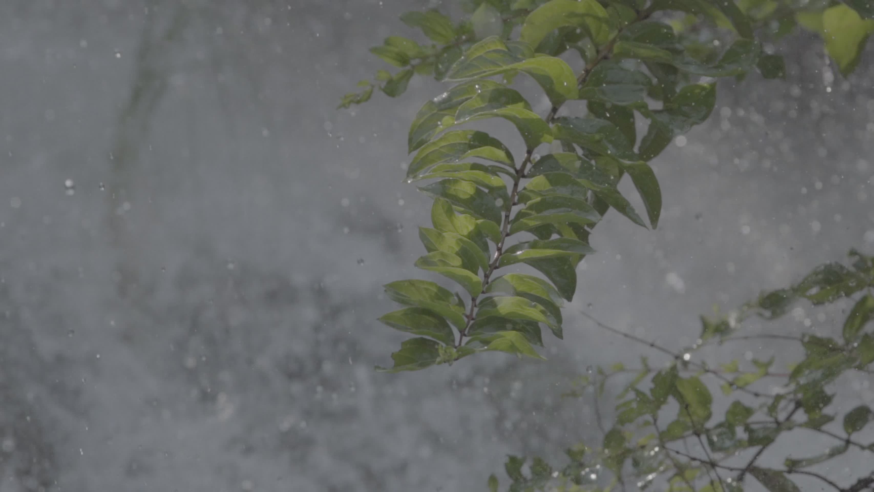 山间瀑布水流植物慢动作视频的预览图