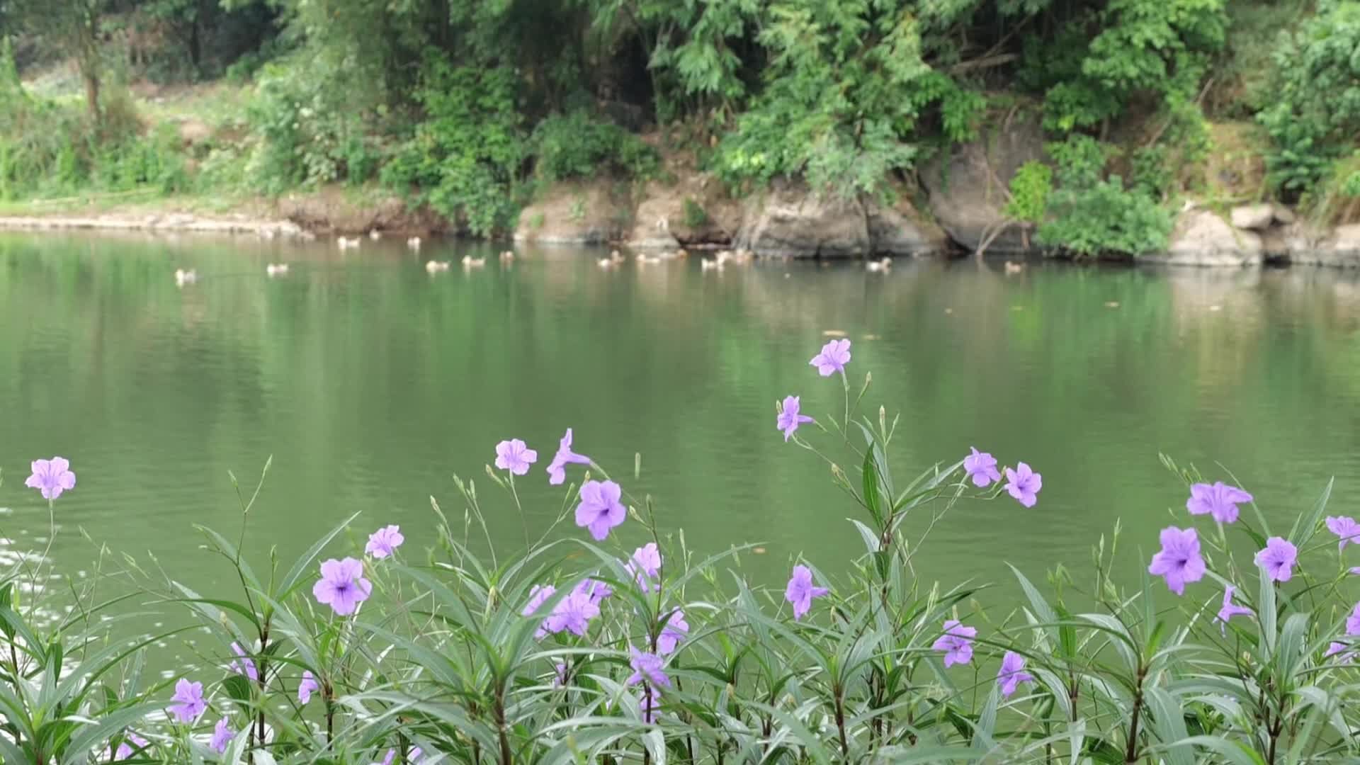 河边的野花视频的预览图