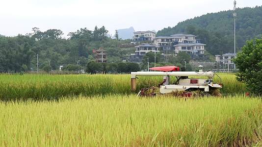 农村农民用收割机秋收稻谷景象远景视频的预览图