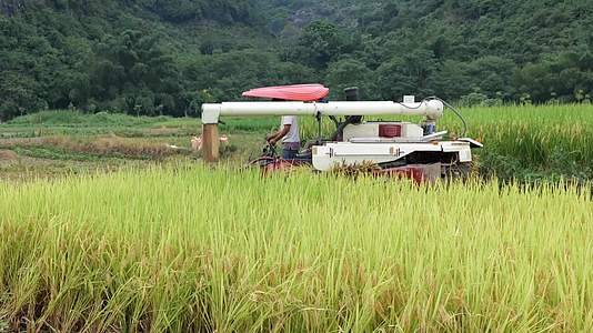 农村农民用收割机秋收稻谷景象视频的预览图