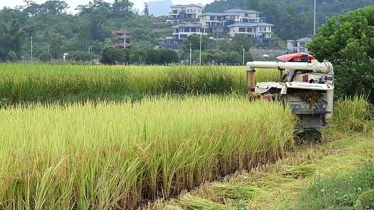 农村农民用收割机秋收稻谷景象视频的预览图