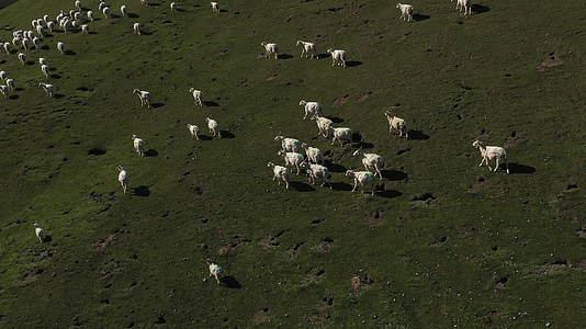 青海草原羊群航拍视频的预览图
