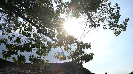 阳光穿过古屋树叶视频的预览图