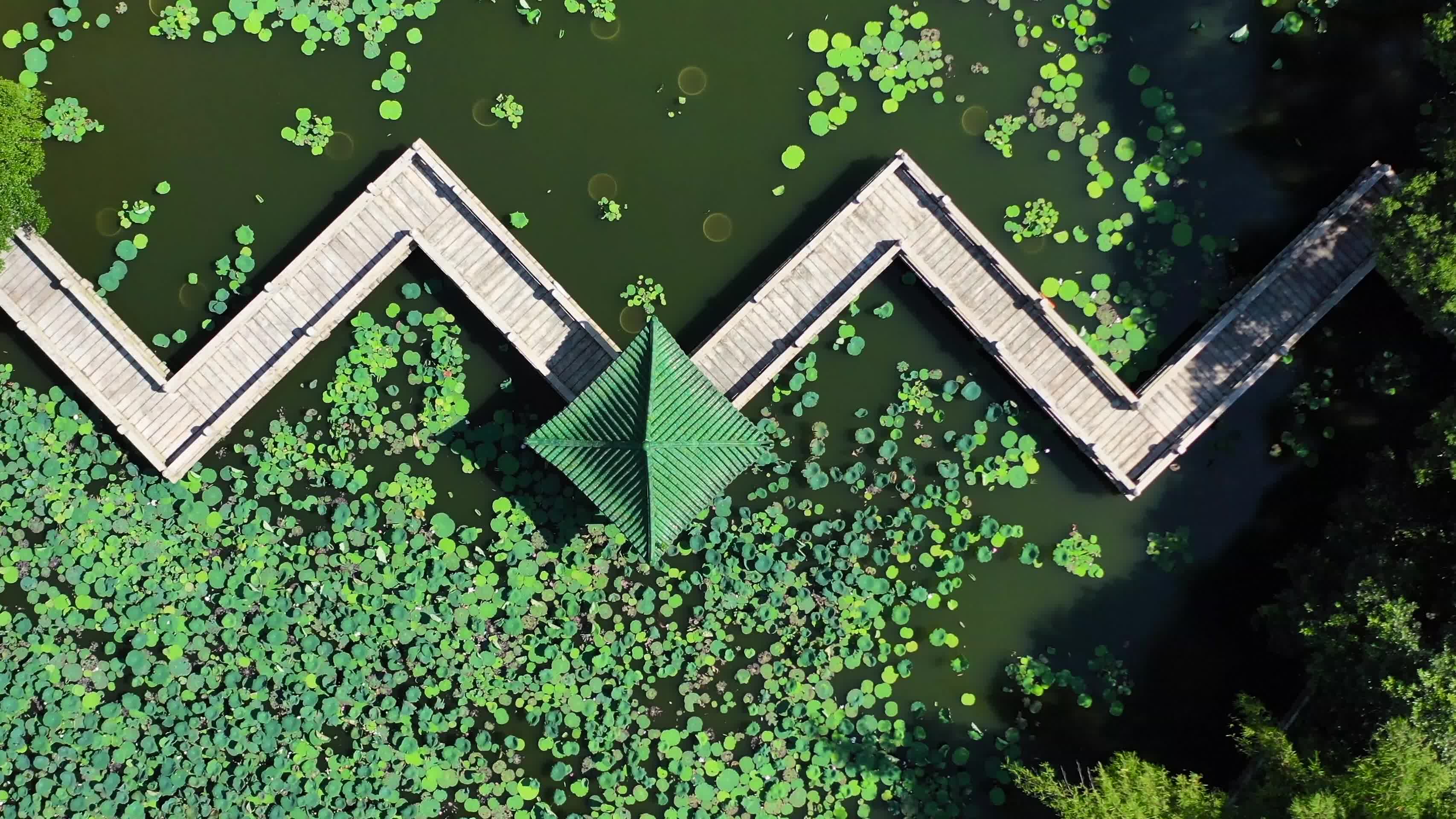 空镜绿水青山荷花池视频的预览图