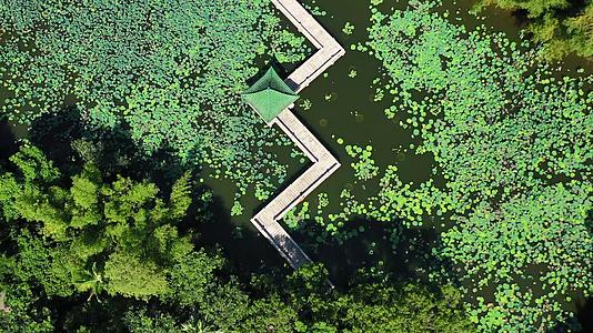 空镜绿水青山荷花池里小桥视频的预览图