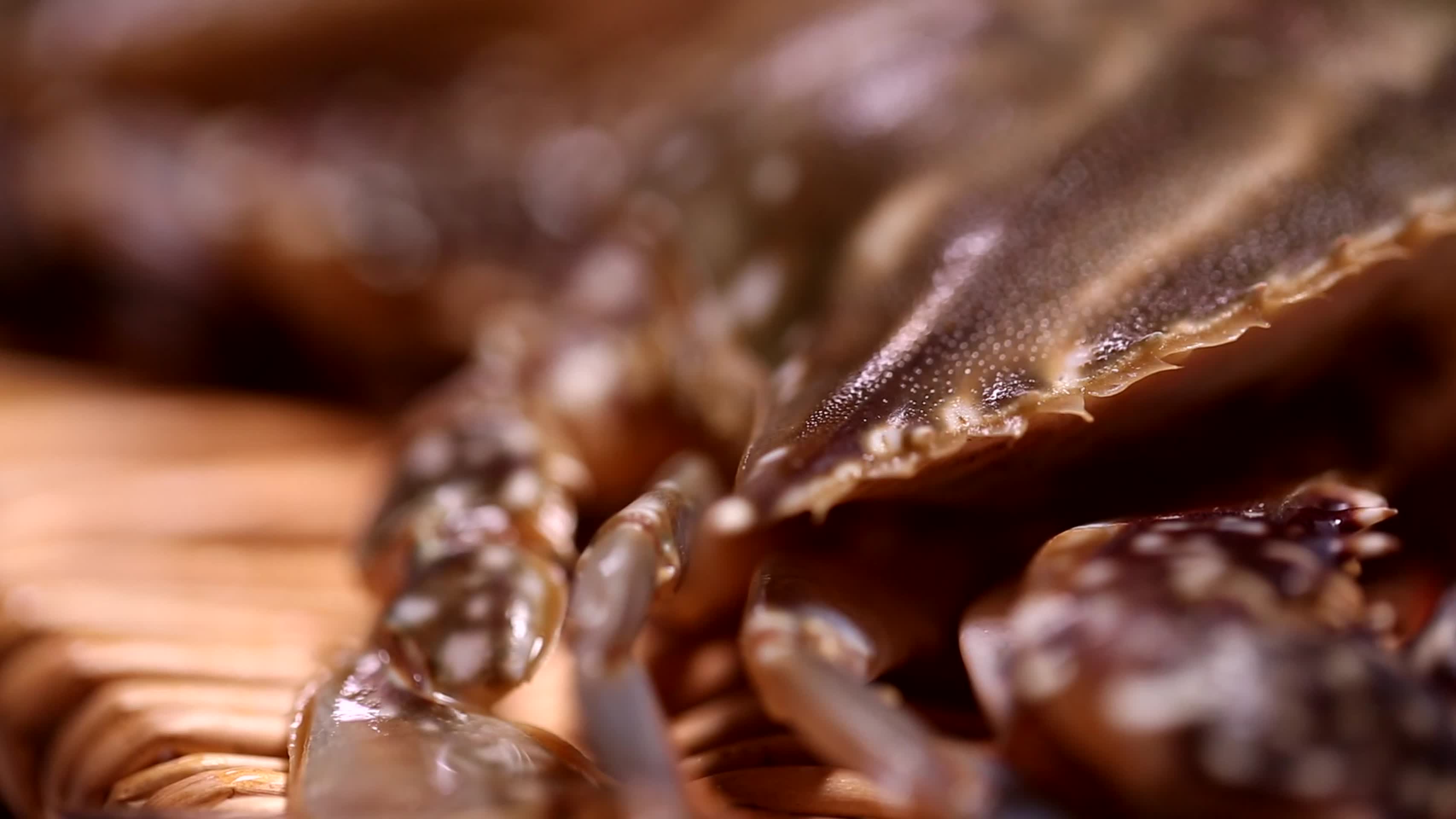 镜头合集飞蟹海蟹螃蟹梭子蟹视频的预览图
