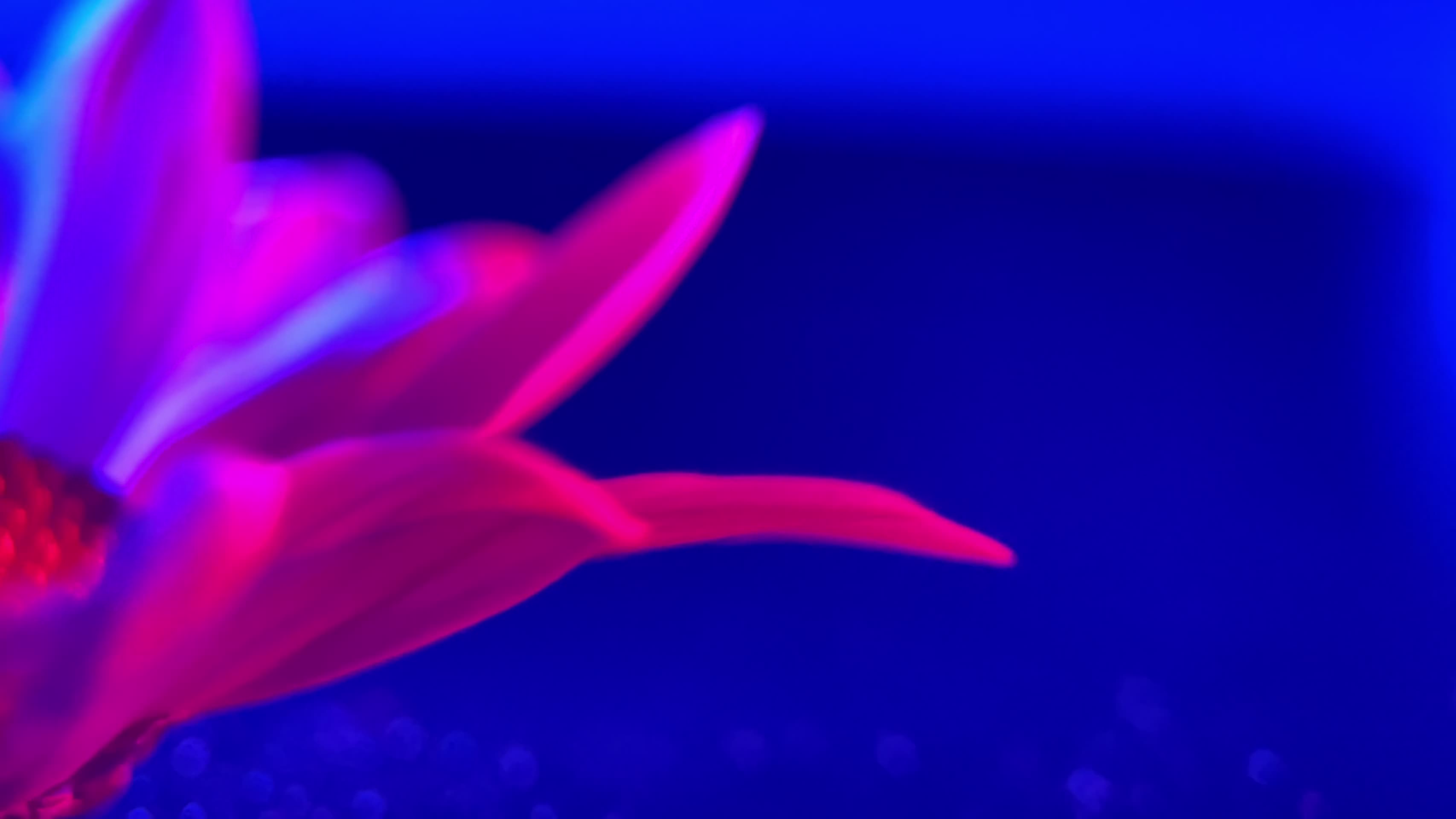 镜头合集红蓝光鲜花摄影雏菊非洲菊视频的预览图