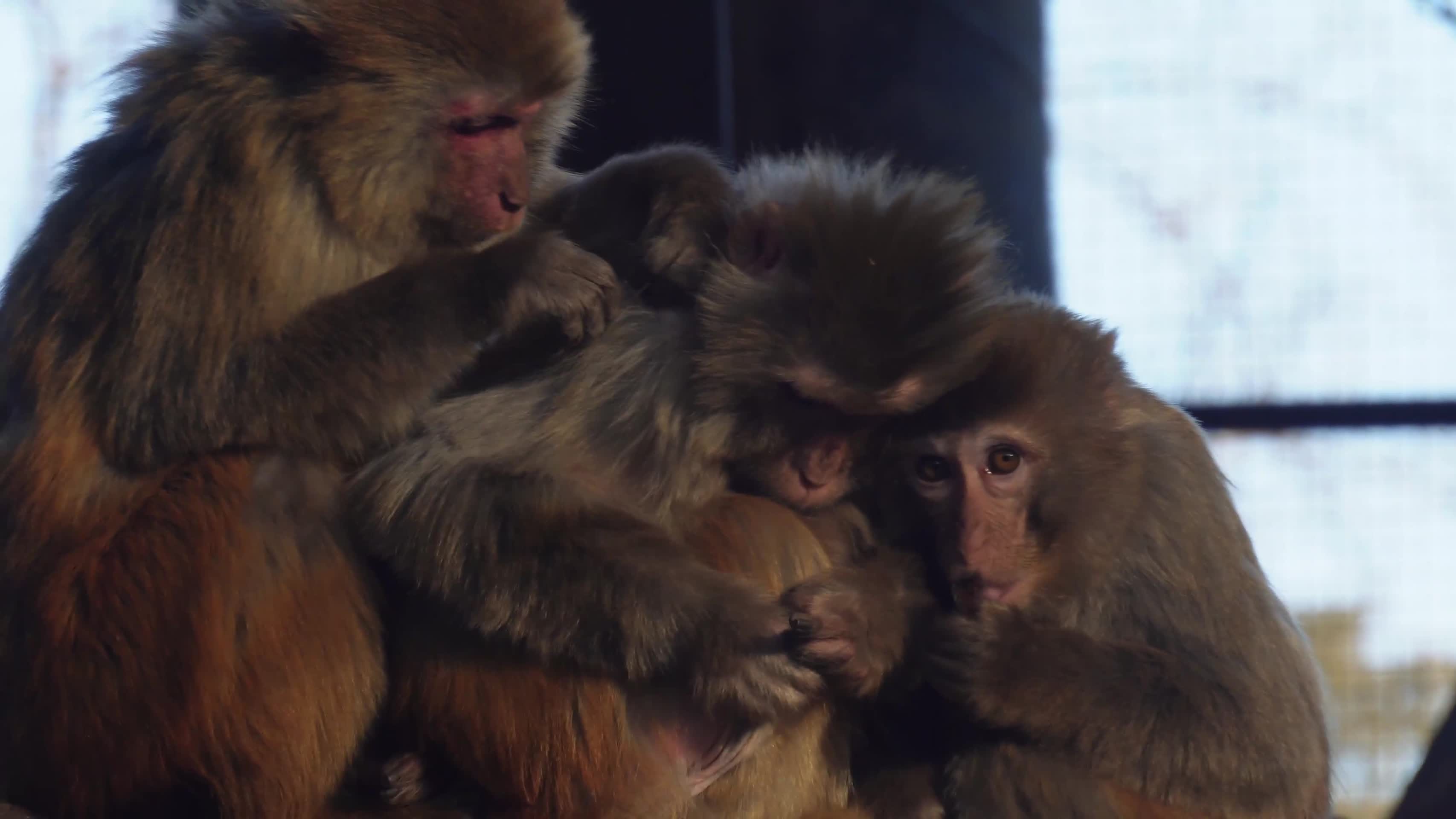 镜头合集猴子一家抱在一起取暖温馨视频的预览图