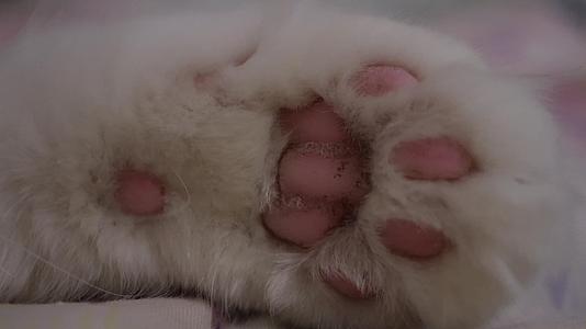 镜头合集毛球可爱猫咪猫爪肉垫视频的预览图