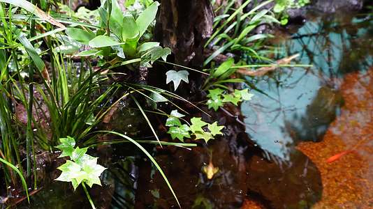 镜头合集热带植物叶子爬山虎蕨类雨林缸视频的预览图