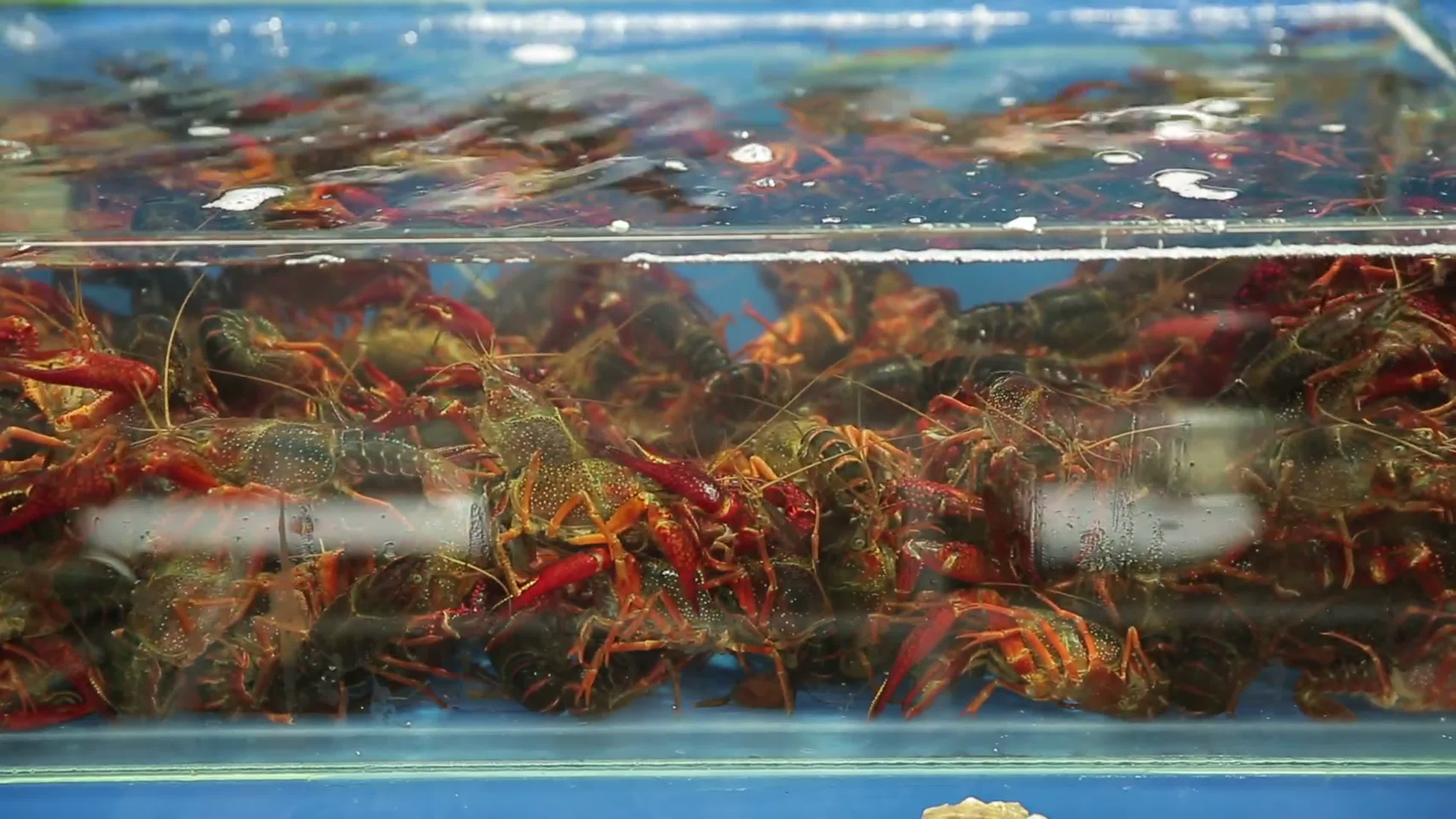 镜头合集水产市场商贩卖小龙虾视频的预览图