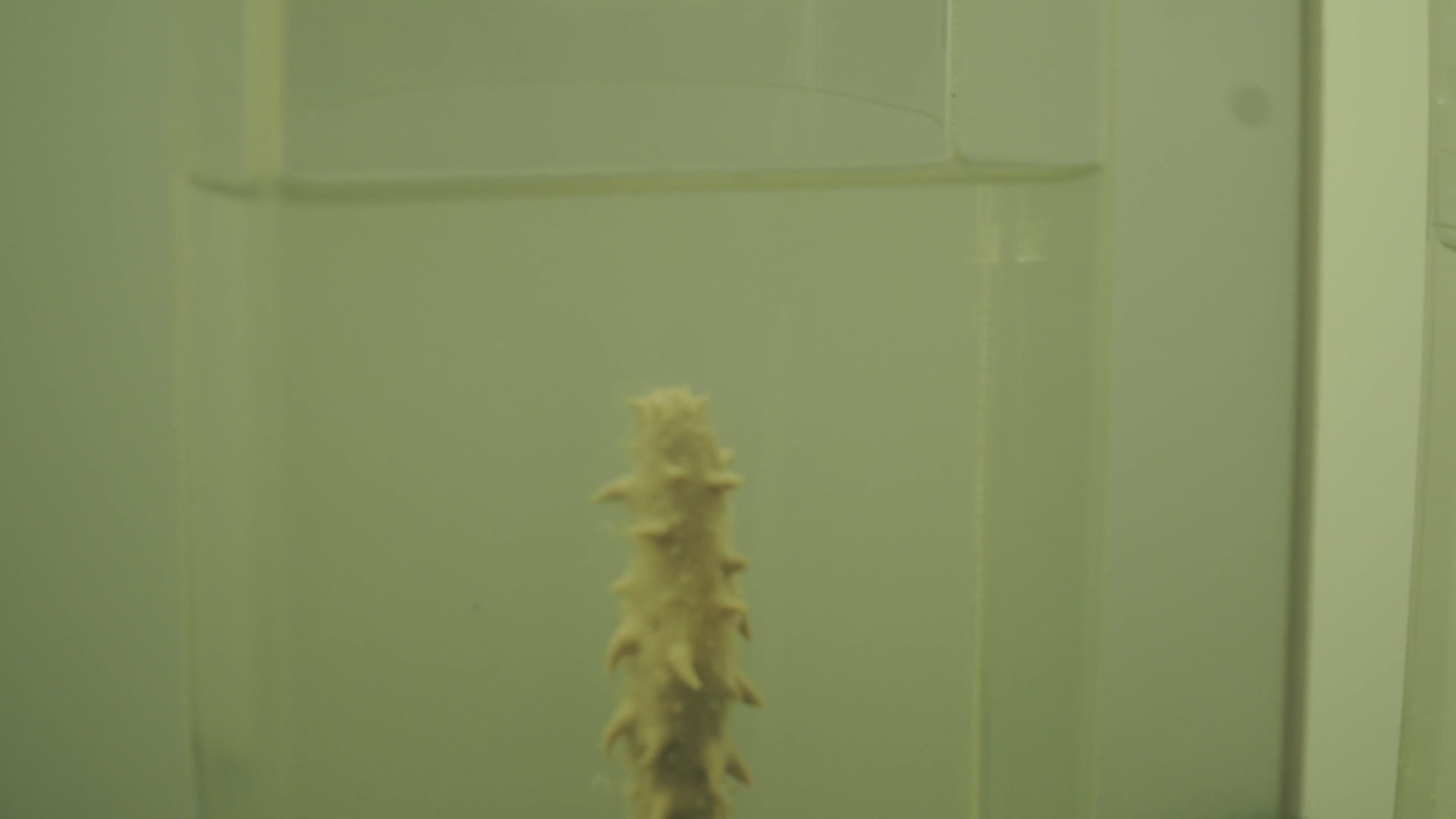 海星海胆海参标本深海视频的预览图