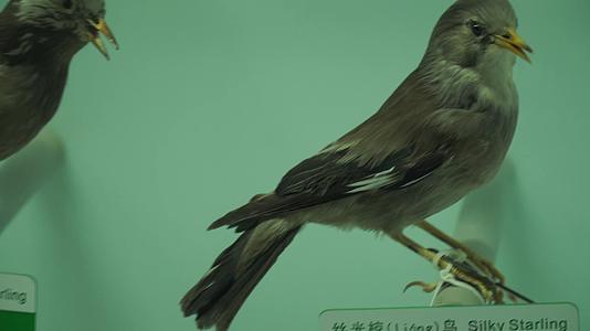 山雀翠鸟小型鸟类标本视频的预览图