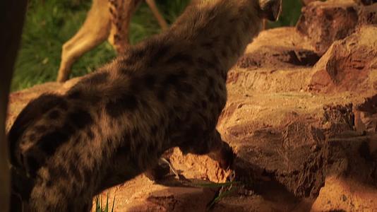 猎狗狮子鬣狗野兽捕猎捕食大草原标本视频的预览图