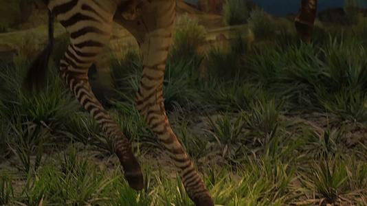 非洲斑马标本野生动物保护动物视频的预览图