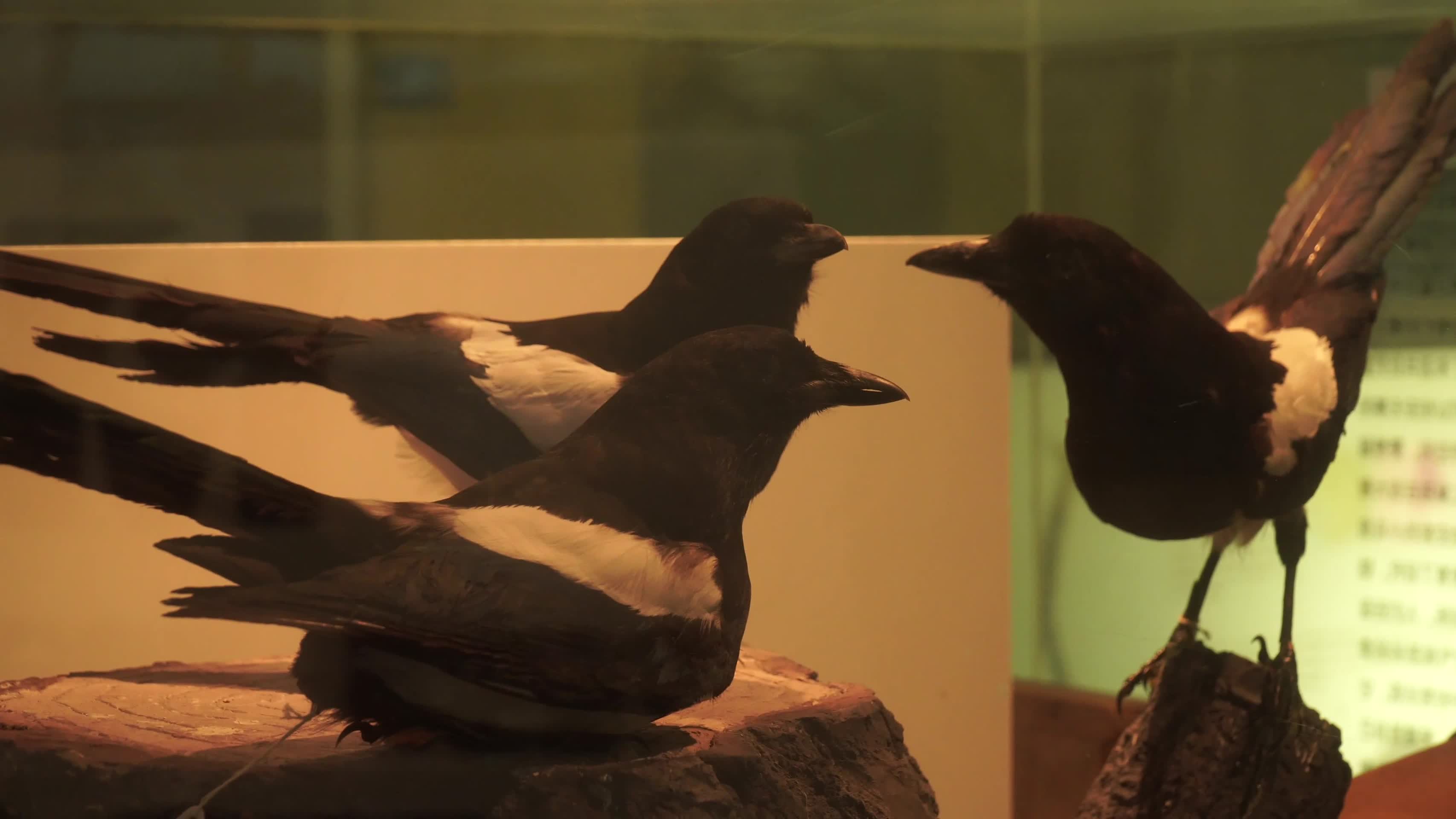 巢穴里的各种鸟类鹦鹉喜鹊鸽子视频的预览图