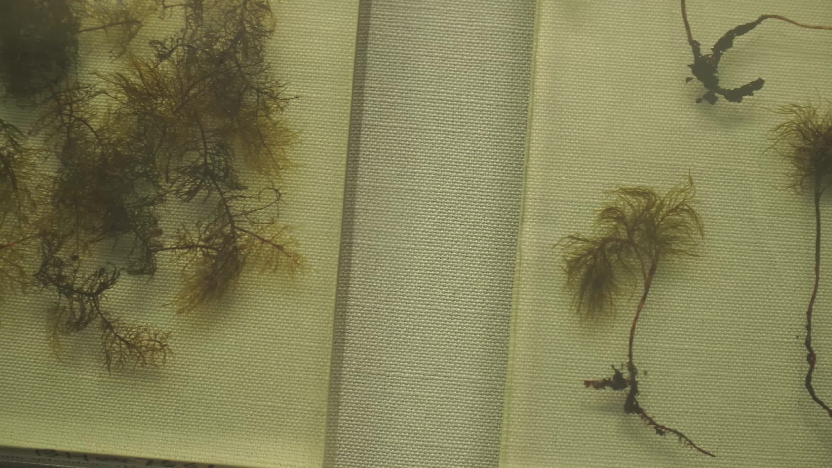 苔藓蕨类植物标本视频的预览图