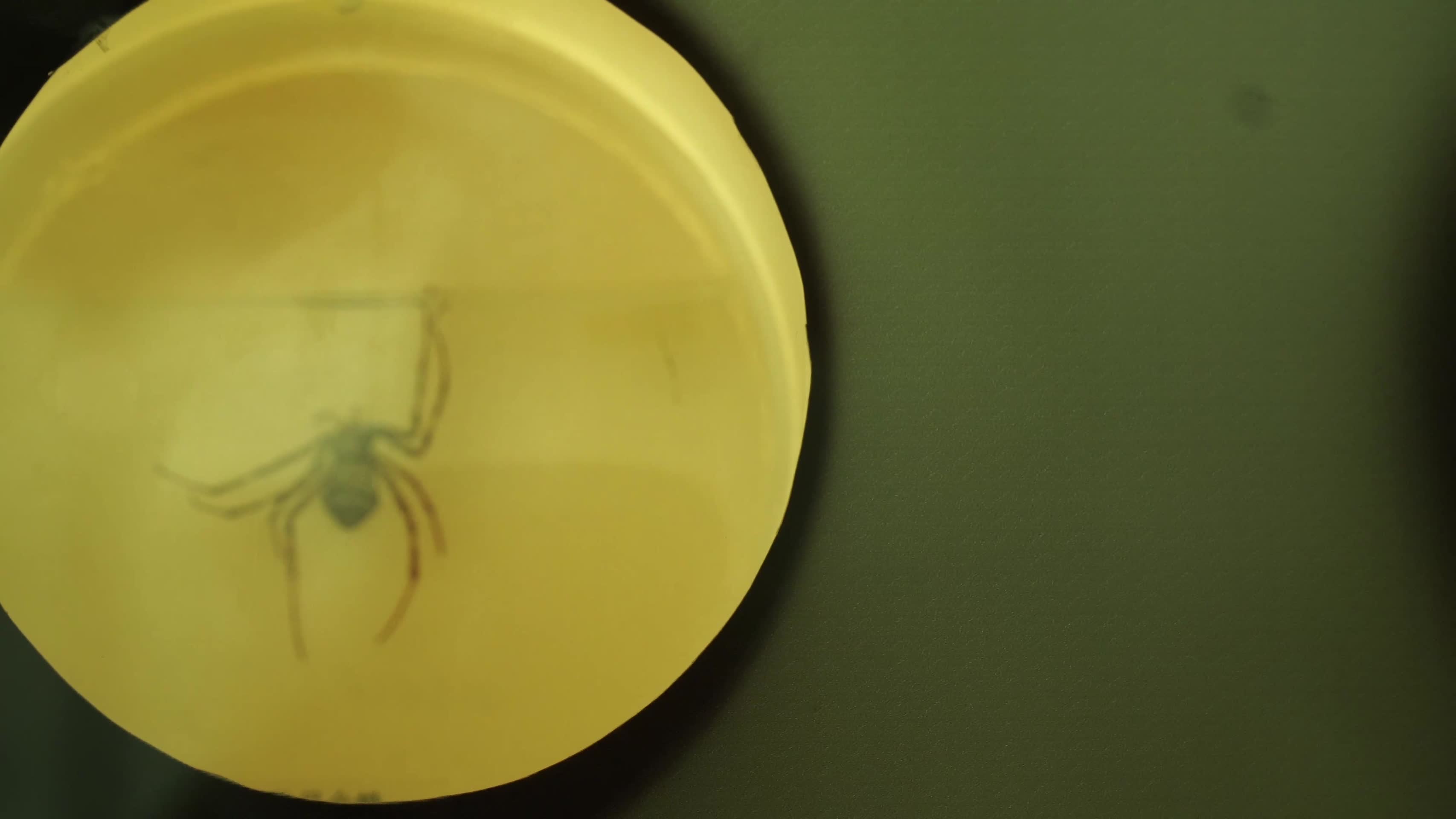 蜘蛛标本模型爬虫昆虫视频的预览图