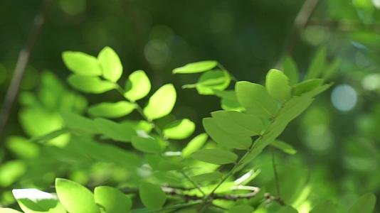 阳光下的叶子树叶植物大自然视频的预览图