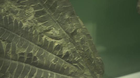远古植物化石标本古代植物视频的预览图