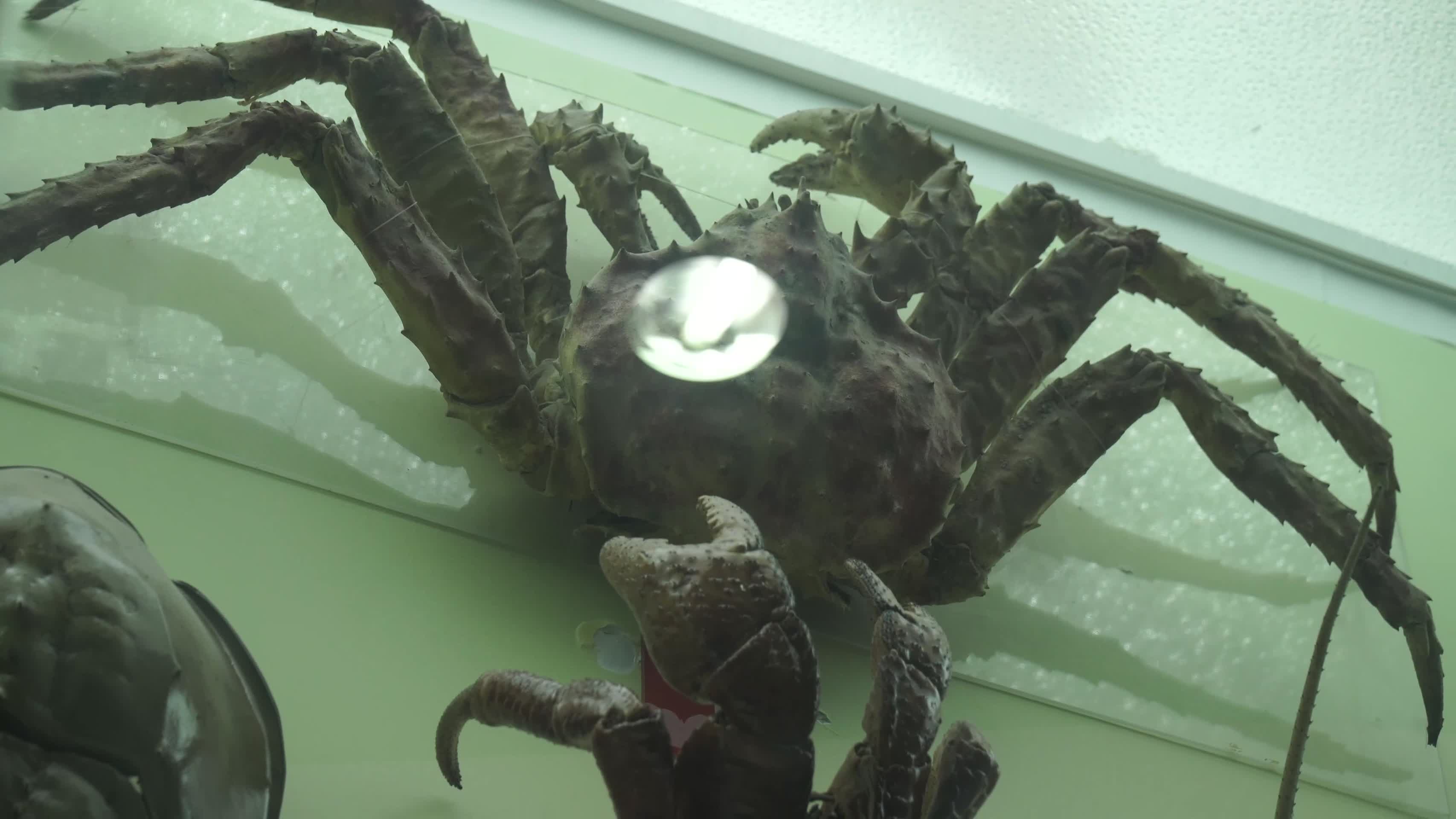 深海动物海洋生物水产海螺龙虾螃蟹标本视频的预览图