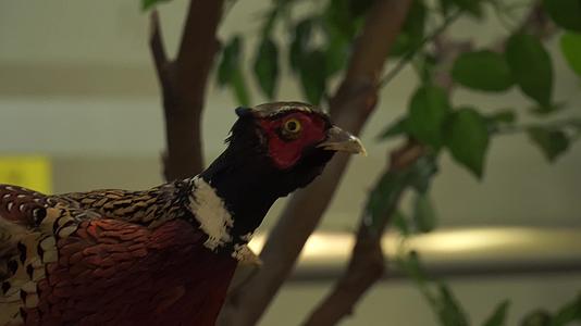 红腹锦鸡观赏鸟类标本模型视频的预览图