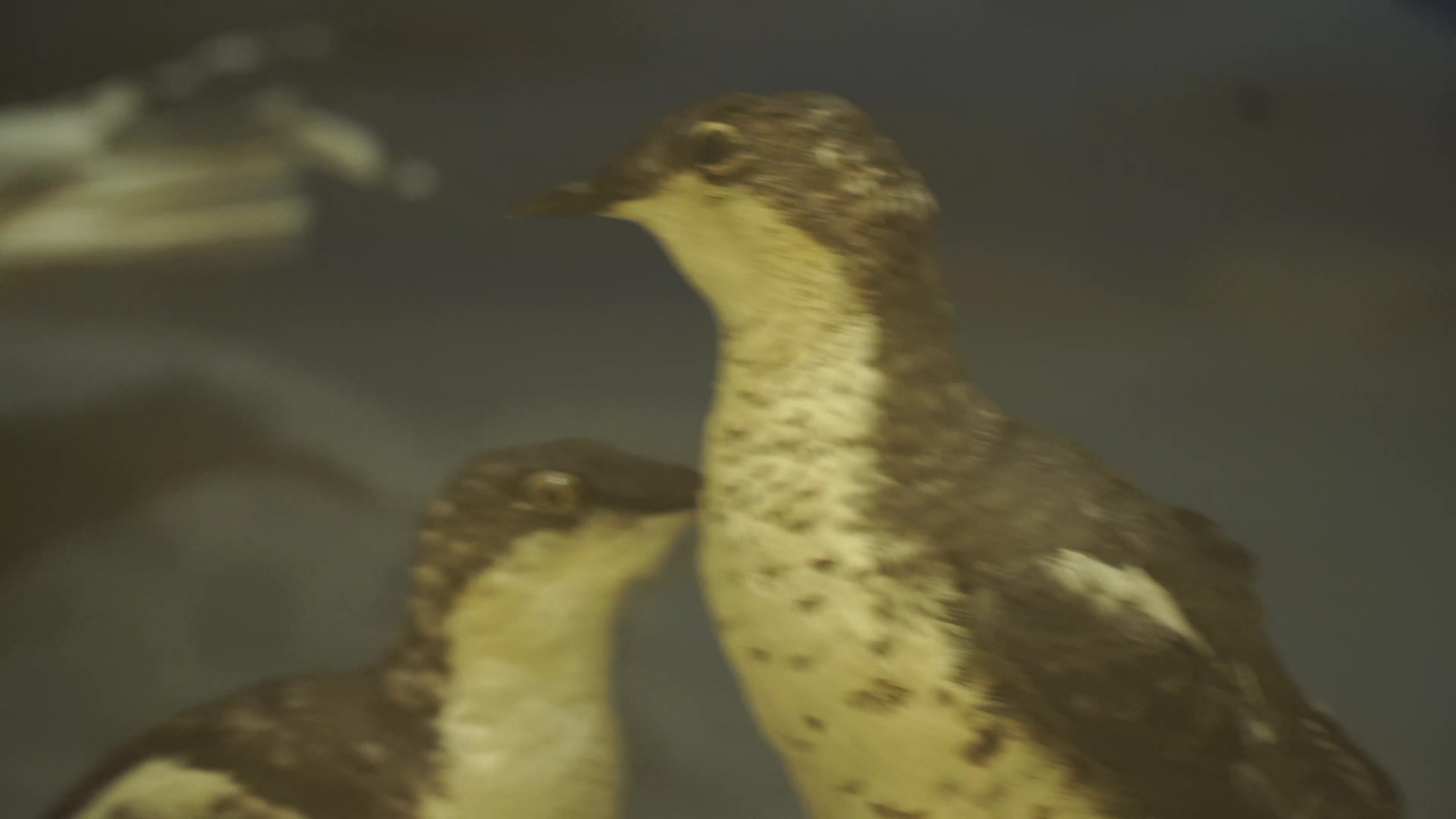 水禽鸟类鱼鹰水鸟飞禽标本视频的预览图