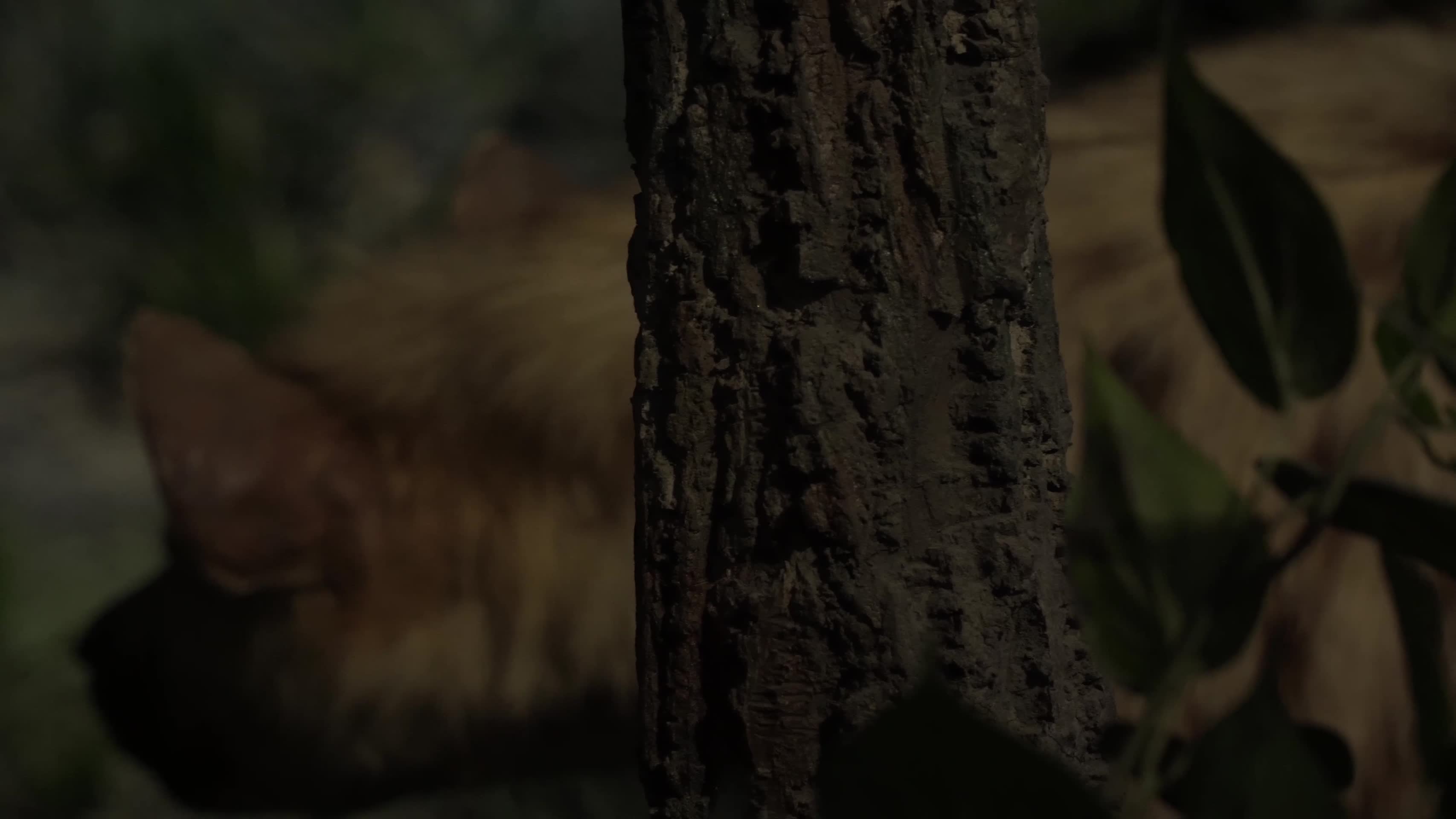 猎豹金钱豹花豹标本猛兽视频的预览图