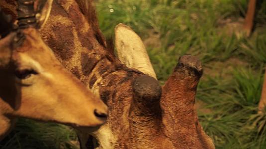 羚羊瞪羚角马食草动物草原标本视频的预览图