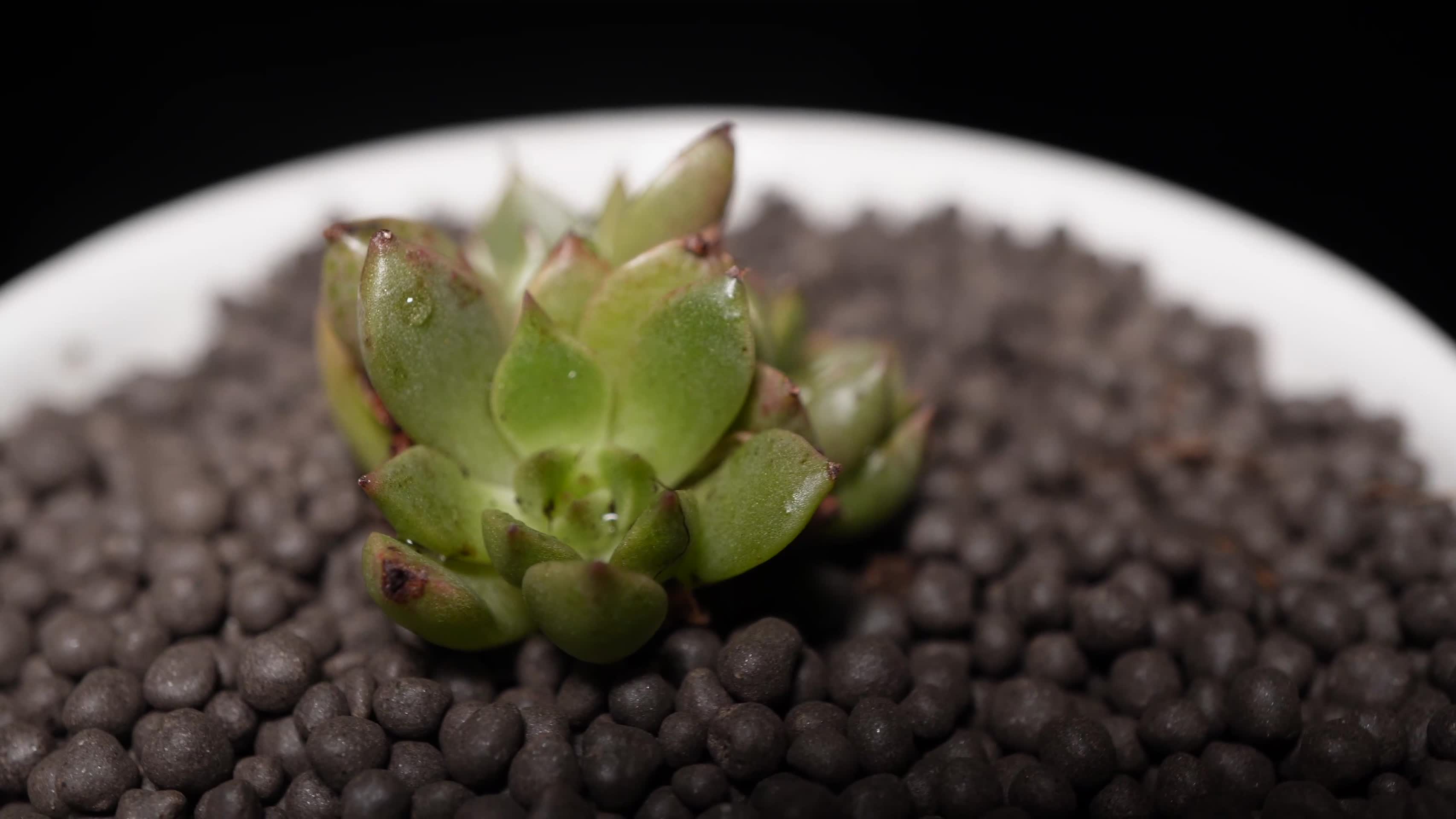 奥利维亚多肉植物盆栽绿植视频的预览图