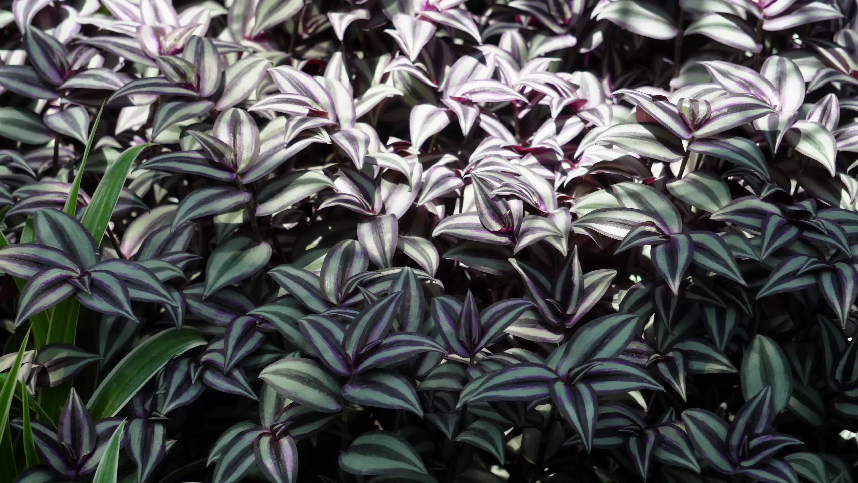 紫色叶子植物植被吊篮视频的预览图