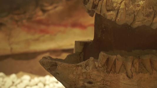 动物头骨牙齿化石远古生物视频的预览图