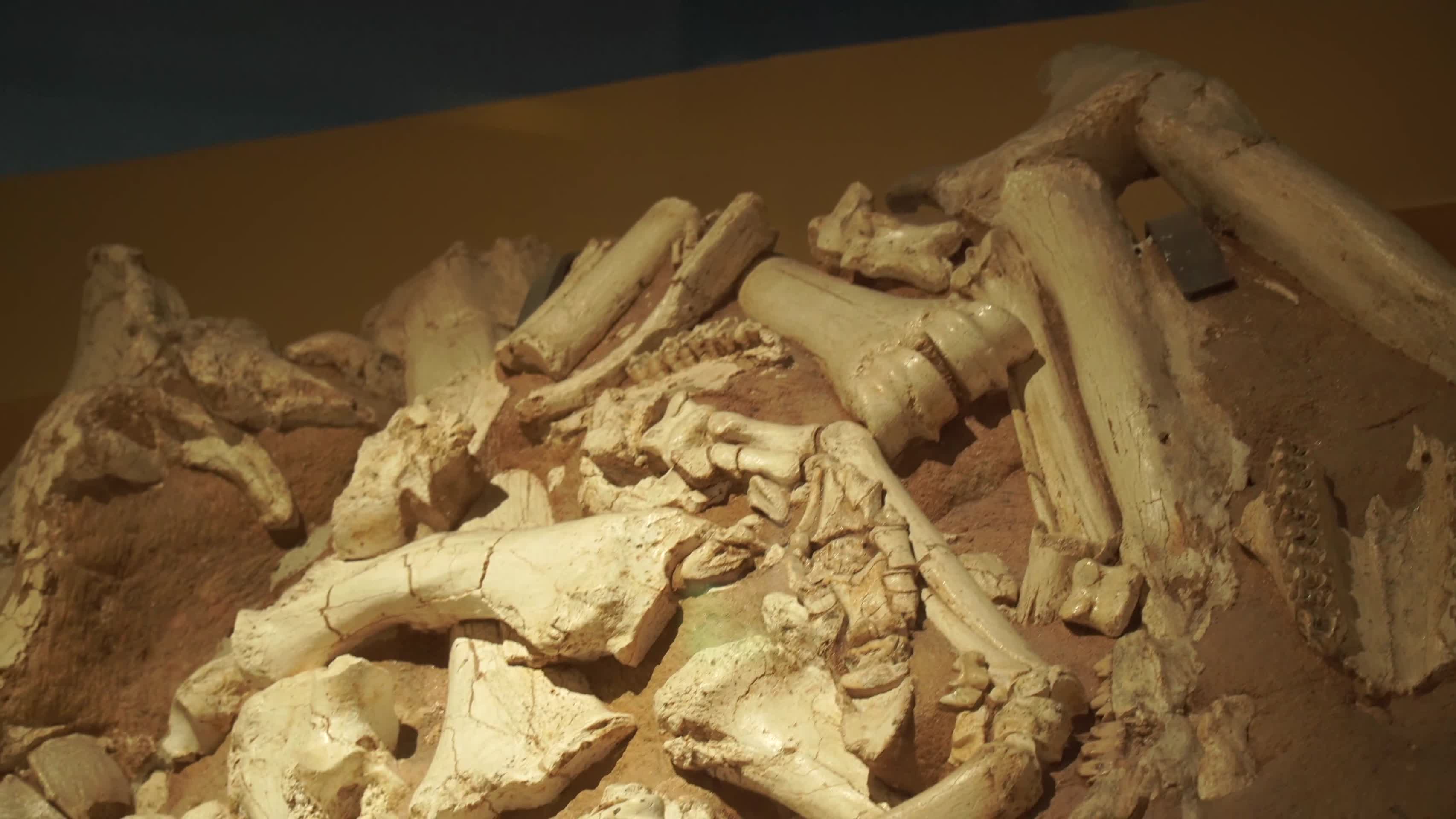 科学家挖掘远古动物恐龙骨架视频的预览图