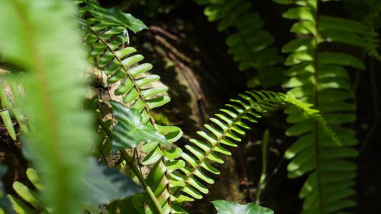 含羞草热带雨林植物园绿色叶子视频的预览图