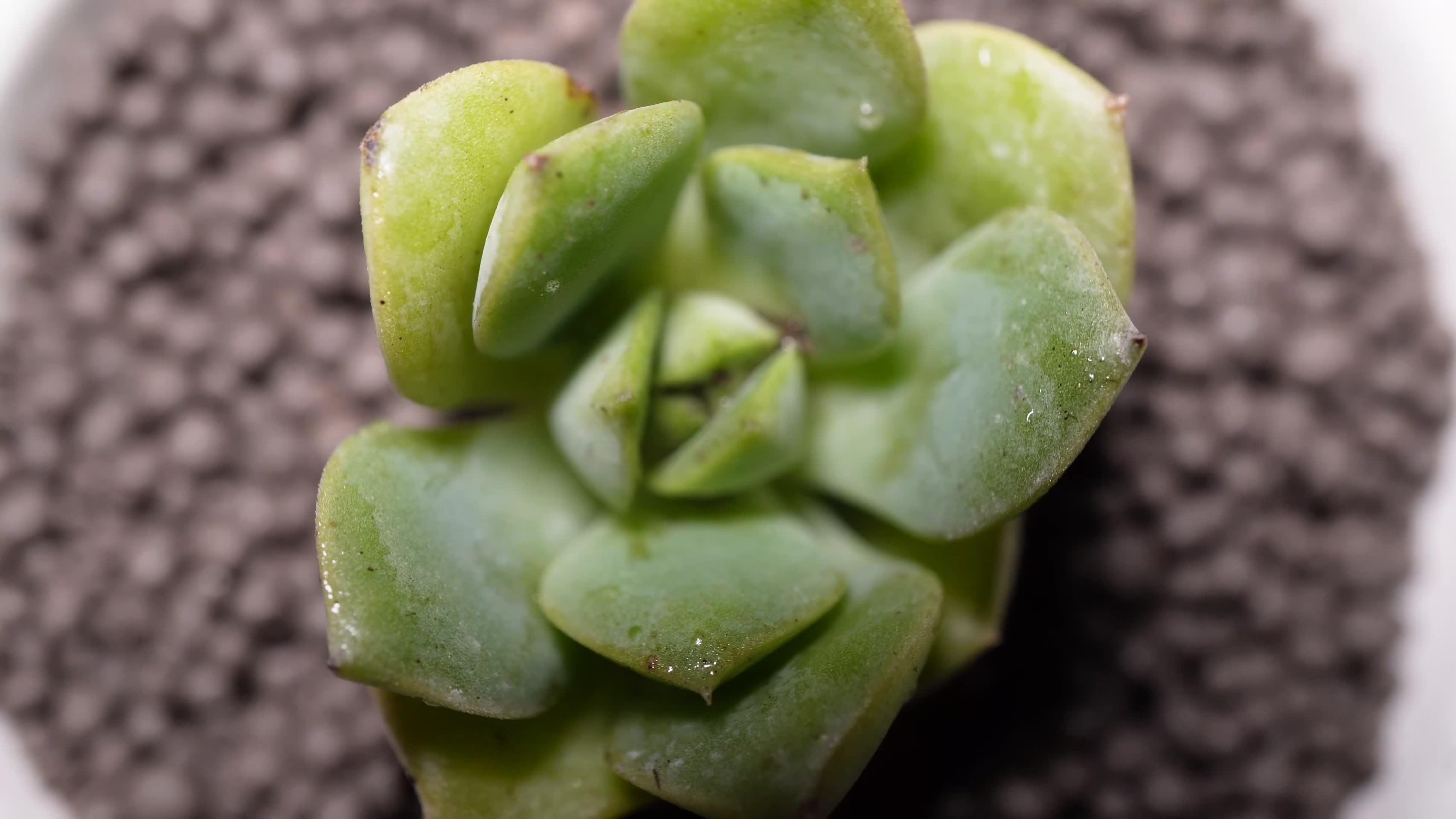 妮可莎娜多肉植物盆栽绿植视频的预览图