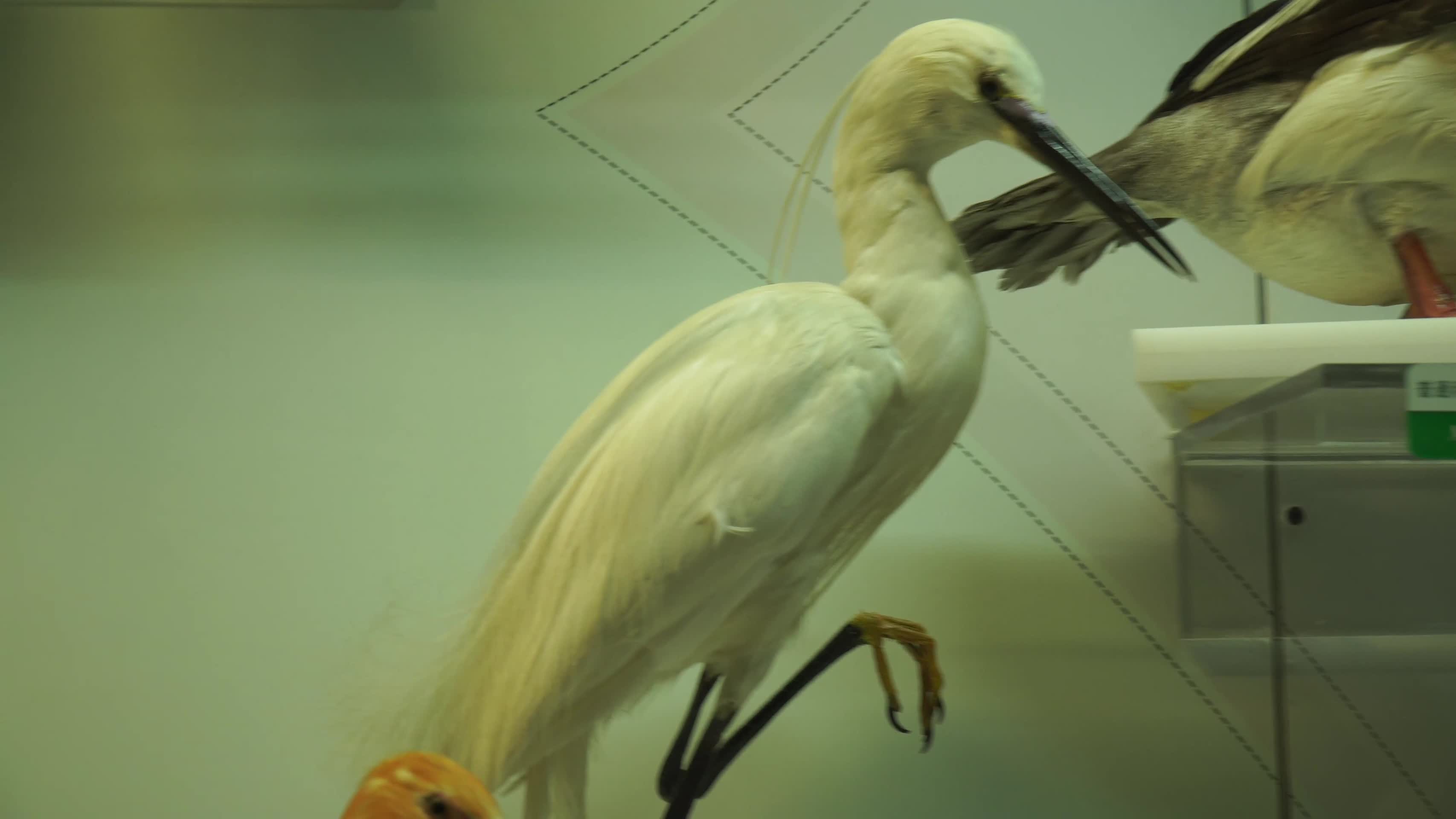 鹳鹤鹈鹕水鸟海鸟标本模型视频的预览图