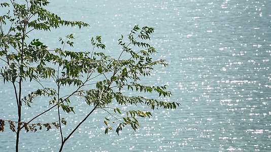 风吹动湖面旁的树叶视频的预览图