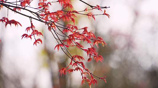秋日贵州满山枫叶红叶风光4K高清视频的预览图