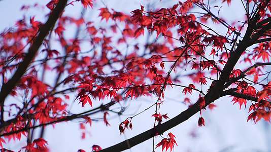 秋日贵州满山枫叶红叶风光4K高清视频的预览图