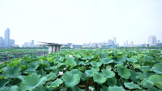 武汉历史名园中山公园风景视频的预览图
