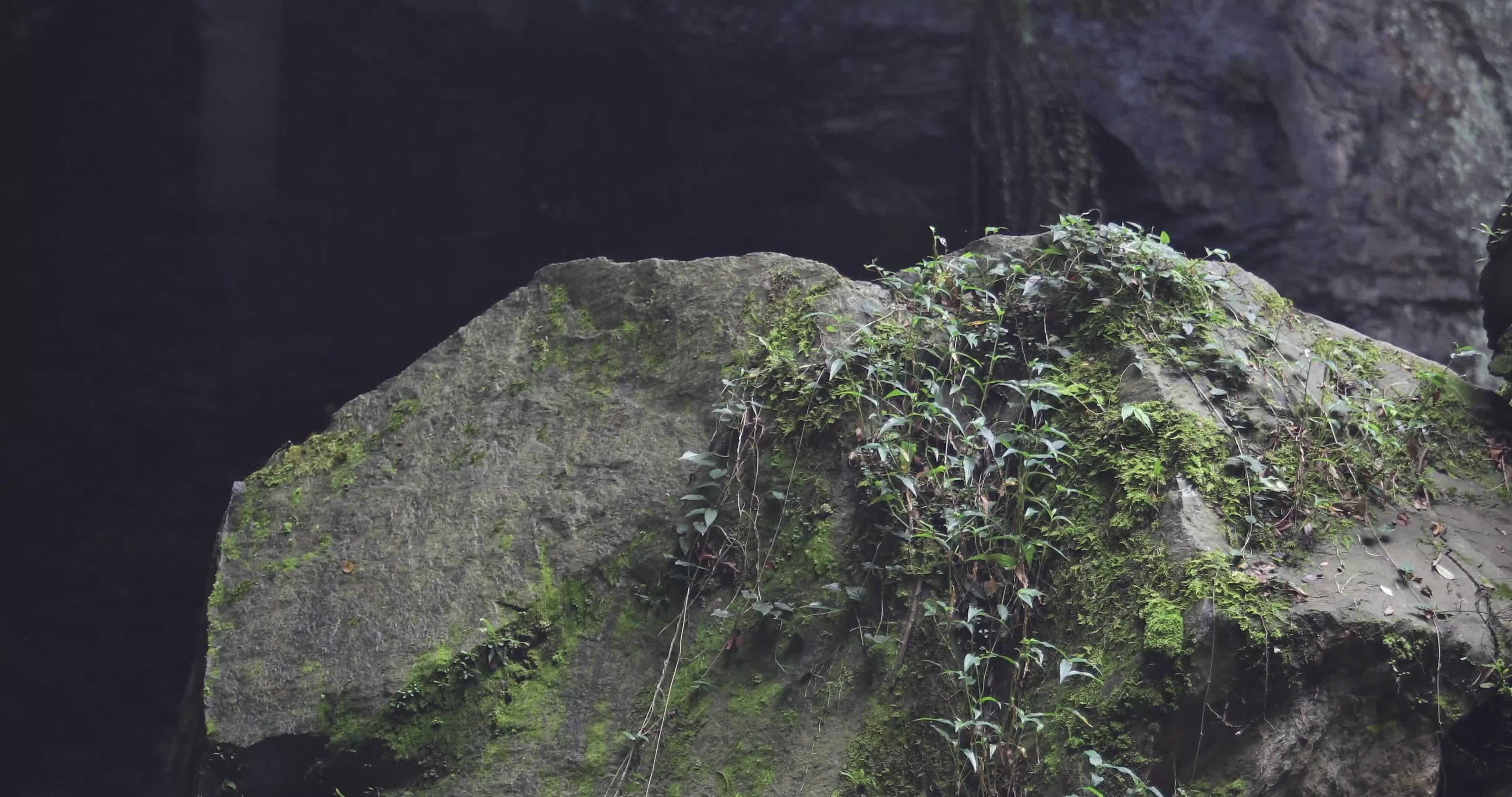 4K空镜山林顽强山石苔藓滴水光影雨滴大雨视频的预览图