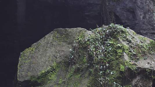 4K空镜山林顽强山石苔藓滴水光影雨滴大雨视频的预览图