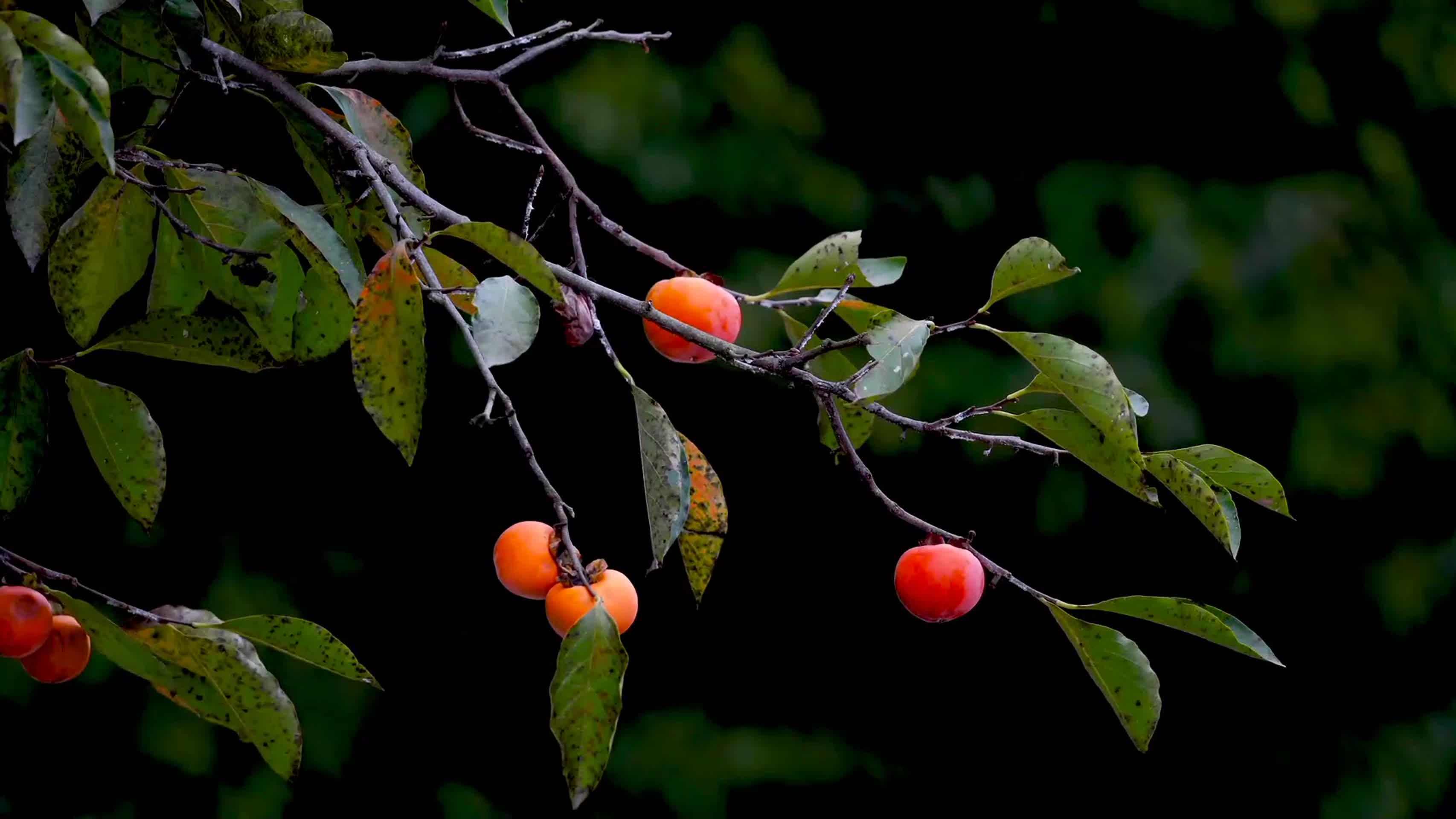 自然节气柿子视频的预览图